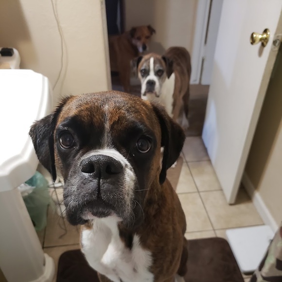 Meet your Posher, Rachel - Picture 1 of 1